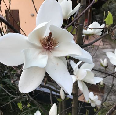 Blomst
